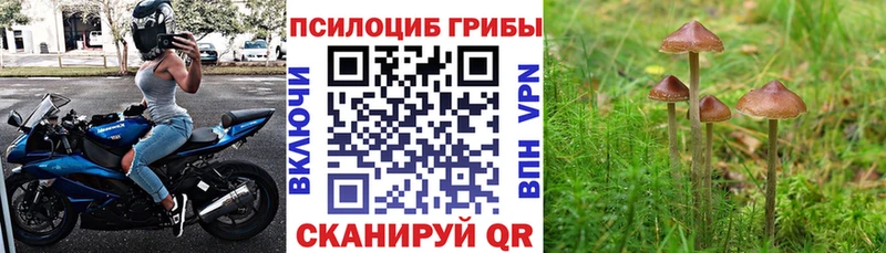 Купить закладки  Берёзовский  Псилоцибиновые грибы Psilocybe 